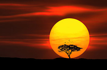 Umbrella Thorn Sunset , sunset, nature HD wallpaper