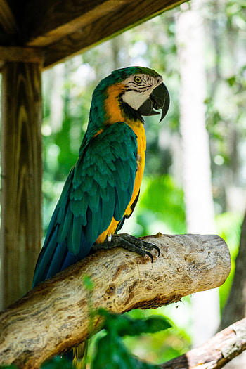 Animals, Parrots, Bird, Wood, Tree, Profile, Macaw HD phone wallpaper