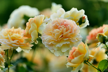 Peach/Yellow Roses, graphy, floral, beautiful, romance, beauty, wide screen, flower, love, , Rose HD wallpaper