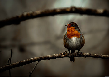 Birds on the branch, feather, beak, tree HD wallpaper