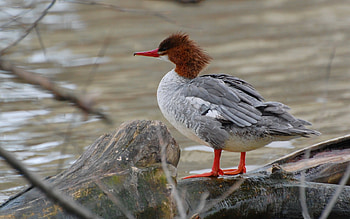 Animals, Birds HD wallpaper