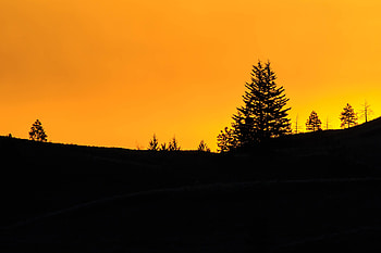 Sunset, Dark, Silhouette, Spruce, Fir HD wallpaper