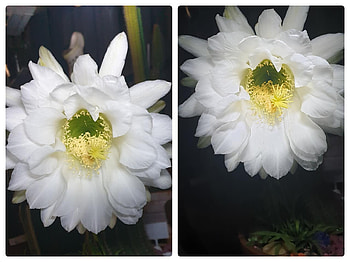 FLOWER COLLAGE, FLOWER, NATURE, COLLAGE HD wallpaper