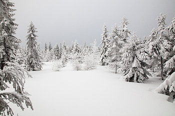 Winter, Nature, Trees, Snow, Fir-Trees HD wallpaper