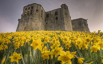 Daffodils , Flower beauty, Nature's charm, Floral delight HD wallpaper