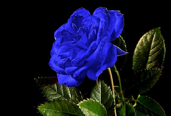 ~ ✿ ~, rose, color, expression, , new HD wallpaper