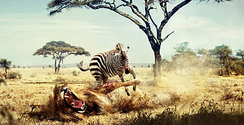 Power, africa, dessert, horn of africa, lion, zebra HD wallpaper
