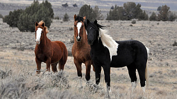 Brown Black Horses Are Standing In Dry Grass Bushes Field Horse HD wallpaper