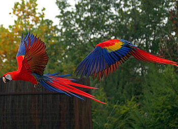 Jamaican Parrots, cool, jamaican, parrots, colors of nature HD wallpaper