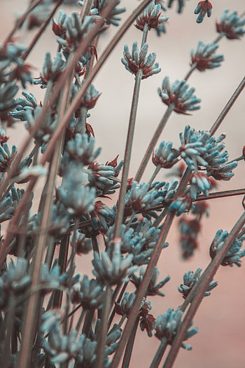 Flowers, Blur, Smooth, Branches, Lavender HD phone wallpaper
