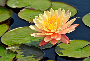 Nature, waterlily, water lily, nymphaea HD wallpaper