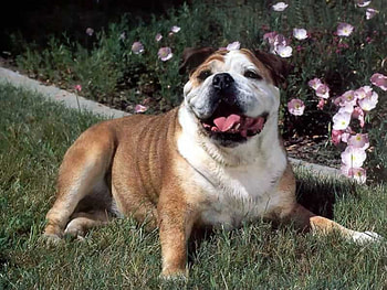 In the Garden, bulldog, garden, lawn, flowers HD wallpaper