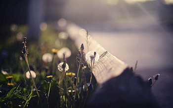 Grass, Macro, Glare, Shadow, Dandelion HD wallpaper