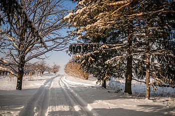 Winter, Nature, Trees, Snow, Road, Track, Trace HD wallpaper