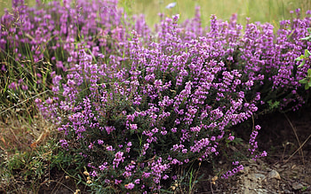 Heather, France, nature, plants, purple HD wallpaper