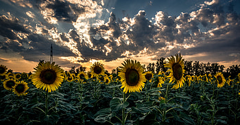 Flowers, Sunset, Flower, Field, Sunflower HD wallpaper