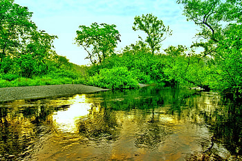 WATER FLOW, golden, creek, trees, nature, water HD wallpaper