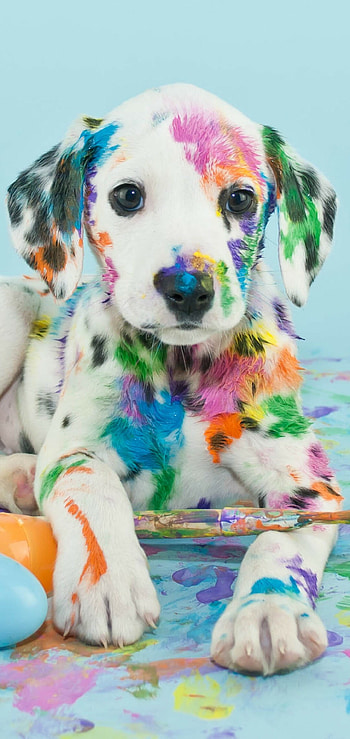 Endearing puppy , sweetness HD phone wallpaper