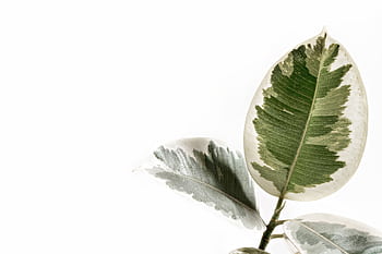 Elegant minimalist shot of a variegated rubber plant leaf with a white background, perfect for decor. HD wallpaper