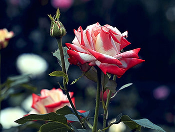 Roses, Bud, Leaves, Night, Garden HD wallpaper