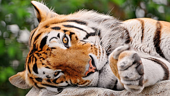 Animals, Tigers HD wallpaper