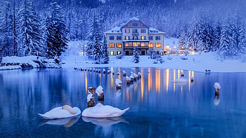 Blue Hour in Winter, snow, river, swans, light, trees, cottage, ice HD wallpaper