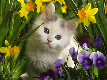 Animals, Cats HD wallpaper