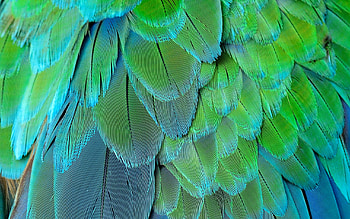 Feathers, texture, blue, feather, green, parrot HD wallpaper