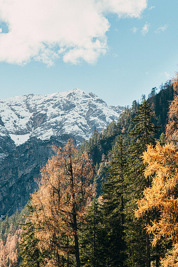 Landscape, Nature, Trees, Snow, Mountain, Vertex, Top HD phone wallpaper
