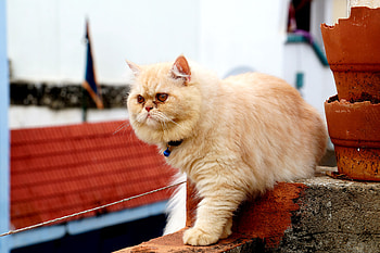 Cute persian cats ...., eye, orange HD wallpaper