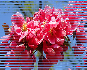 SpringBlossoms, flowers, spring, blossom, tree HD wallpaper