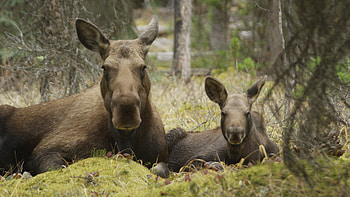 Twig-eating moose, PBS star, Heartwarming story, Nature's wonder HD wallpaper
