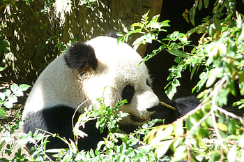 Gao Gao, san diego, bear, cane, trees, zoo, panda HD wallpaper