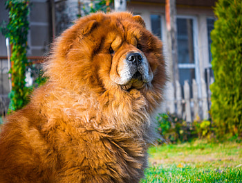 Chow Chow, Simmons and Fletcher Houston TX HD wallpaper