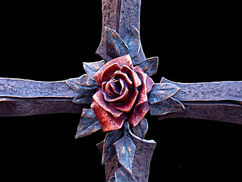 Rose HD wallpaper