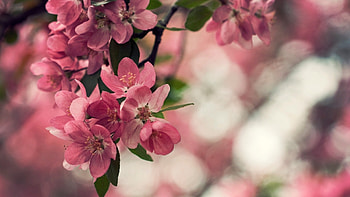 Plants, Flowers HD wallpaper