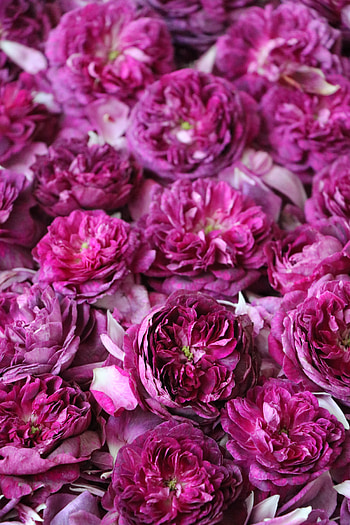 Flowers, Roses, Pink, Bloom, Flowering HD phone wallpaper