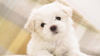 Animals, Muzzle, Sight, Opinion, Puppy, Small HD wallpaper