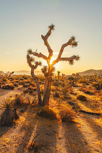Nature, Trees, Sunset, Desert, Bush, Beams, Rays, Joshua HD phone wallpaper