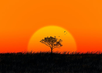 Sunset, sun, tree, silhouette HD wallpaper