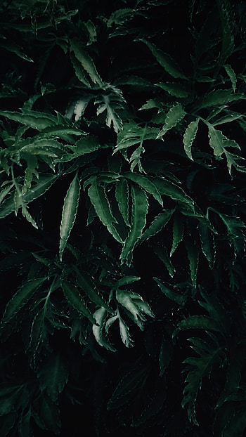 Dark Green Leaves, plant, nature, leaf HD phone wallpaper