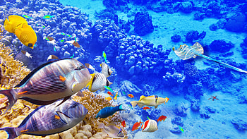 Tropical fish, Vibrant , Underwater world, Astonishing beauty HD wallpaper