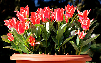 Plants, Flowers, Tulips HD wallpaper