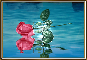 FRAMED FLOWERS, FLOWERS, NATURE, FRAMED HD wallpaper