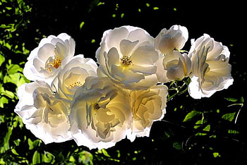 In the light, black background, glow, light, yellow, green, white flowers HD wallpaper