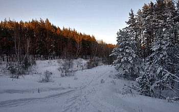Nature, Trees, Snow, Forest, Path HD wallpaper