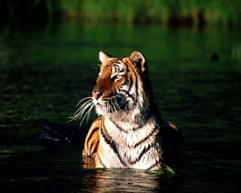 tiger, water tiger HD wallpaper