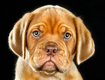 dogue de bordeaux puppy, dog, puppy, dogue de bordeaux, cute, adorable, pet HD wallpaper