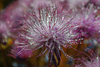 Drops, Flower, Plant, Macro HD wallpaper
