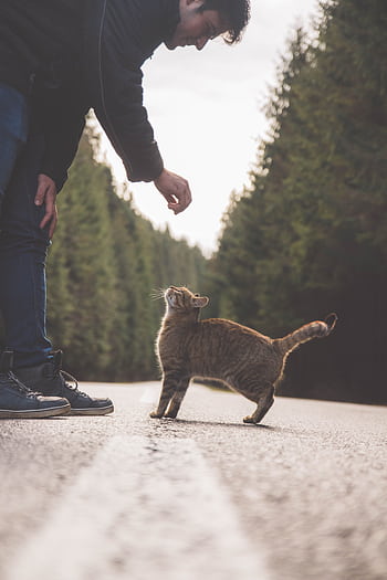 A man bends down to interact with a curious tabby cat on a serene forest road. HD phone wallpaper